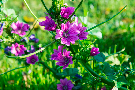 Ferienwohnung in &Ouml;lendorf - Landlust unten - Bild 10