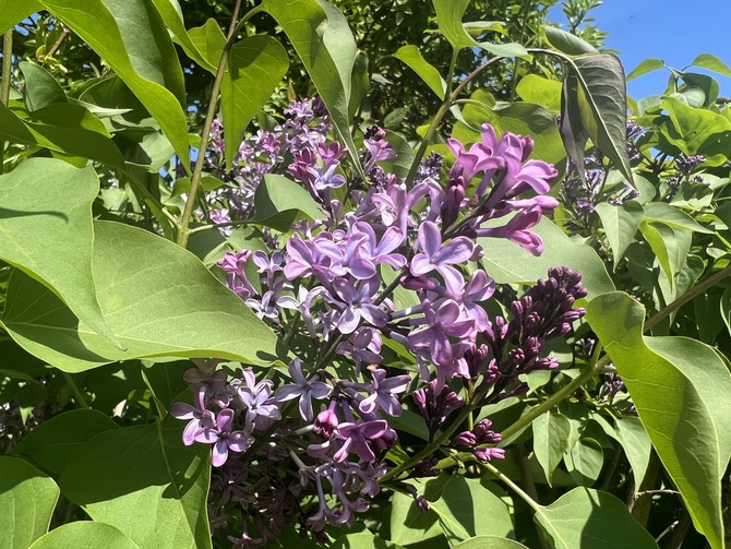 Ferienwohnung in Fehmarn OT Westermarkelsdorf - Pension Seestern - Bild 14