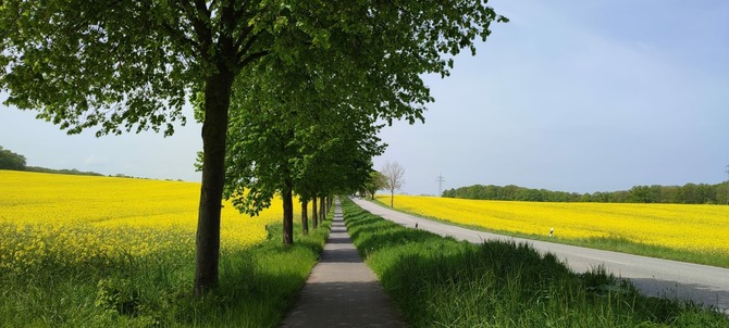 Ferienwohnung in D&ouml;hnsdorf - Haus am Steinwall - Rapsbl&uuml;tenzeit