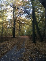 Ferienwohnung in G&ouml;hren - Fewo Ostseeparadies G&ouml;hren - Bild 22