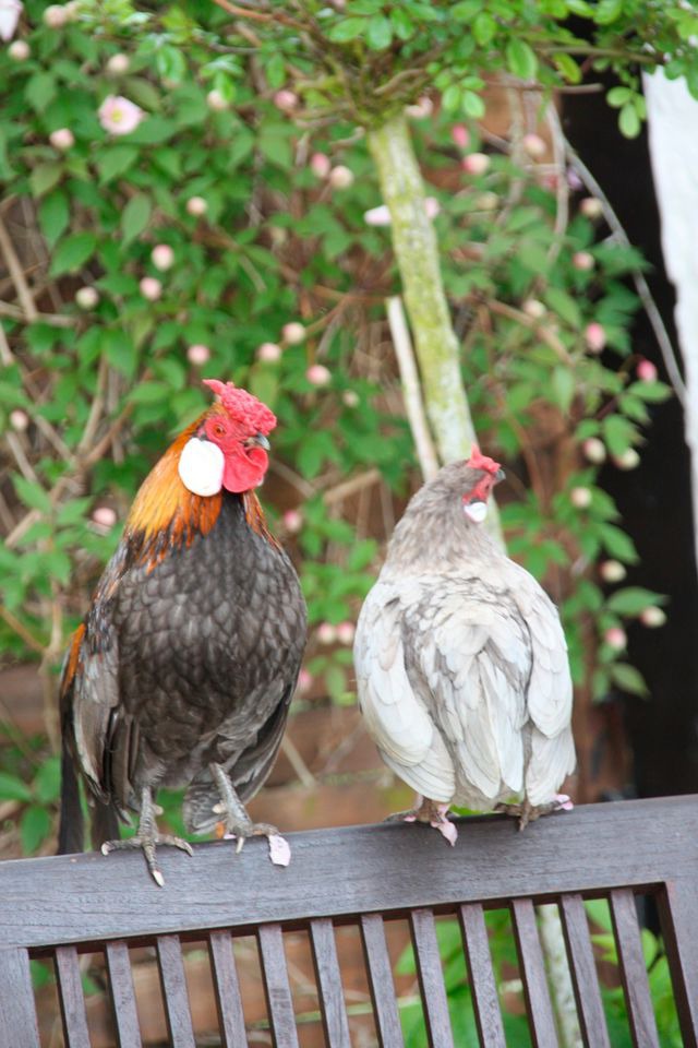 Ferienwohnung in Fehmarn OT Todendorf - Ferienwohnung "M&ouml;wennest" - Bild 9
