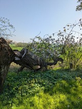 Ferienwohnung in Carinerland - Bauwagen am Rande der Welt - Bild 22
