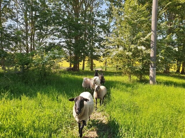 Ferienwohnung in Hornstorf OT R&uuml;ggow - Quaduxenbarg TAB 400 - Bild 7
