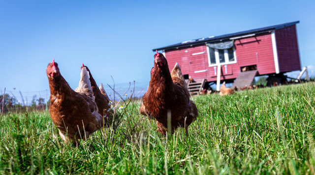 Ferienwohnung in Fehmarn OT D&auml;nschendorf - Osterhof Fehmarn - Casa Florale - Bild 21