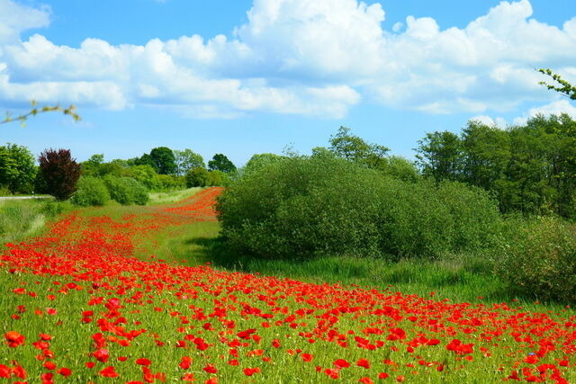 Ferienwohnung in Gelting-Niesgrau - Ferienwohnung Bambuswald Ferienhof Geltinger Bucht - Bild 20