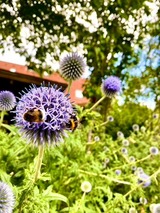 Ferienhaus in Sch&ouml;nwalde - Alte Kate - Bild 19